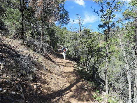 Lovell Canyon Trail