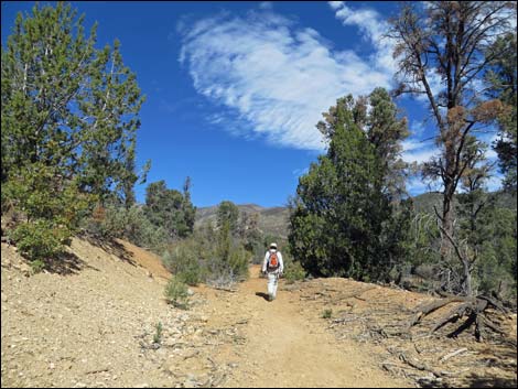 Lovell Canyon Trail