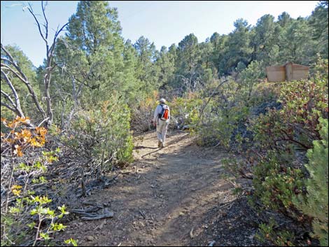 Lovell Canyon Trail