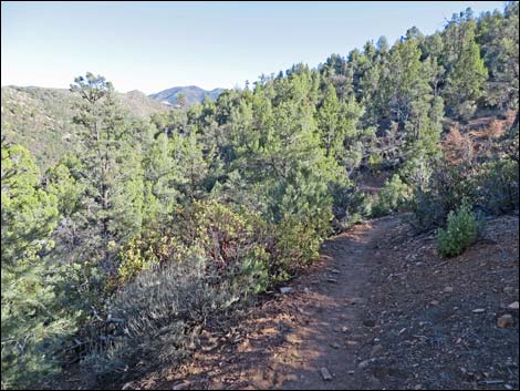 Lovell Canyon Trail