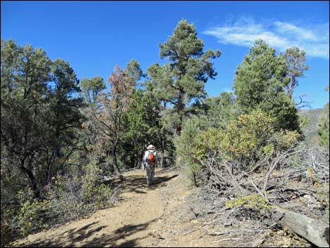 Lovell Canyon Trail