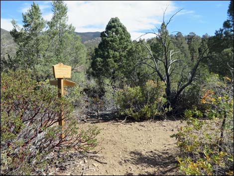 Lovell Canyon Trail