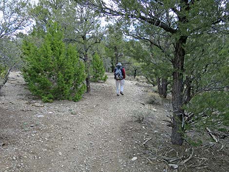 Blue Tree Loop Trail