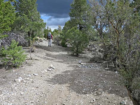 Blue Tree Loop Trail