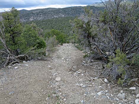 Blue Tree Loop Trail