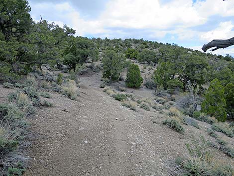 Blue Tree Loop Trail