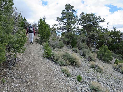 Blue Tree Loop Trail