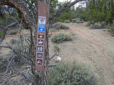 Blue Tree Loop Trail