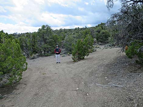 Blue Tree Loop Trail