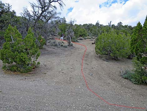 Blue Tree Loop Trail