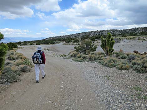 Blue Tree Loop Trail