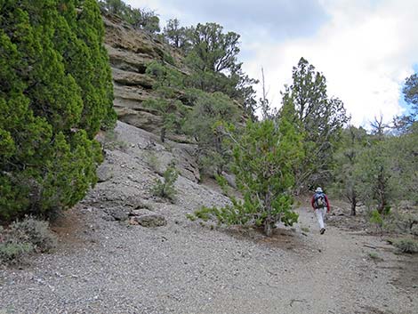 Blue Tree Loop Trail