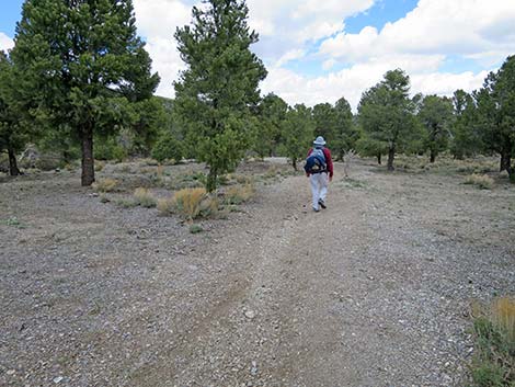 Blue Tree Loop Trail