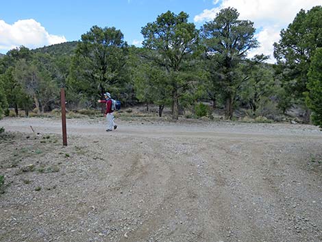 Blue Tree Loop Trail