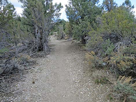 Blue Tree Loop Trail