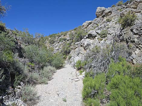 Rocky Gorge Loop Trail