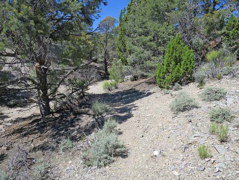 Rocky Gorge Loop Trail