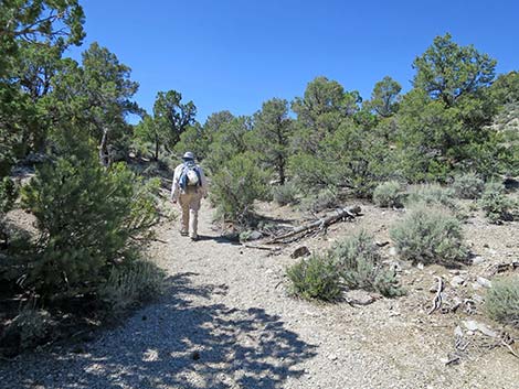 Rocky Gorge Loop Trail