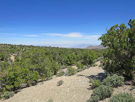 Rocky Gorge Loop Trail