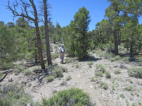 Rocky Gorge Loop Trail