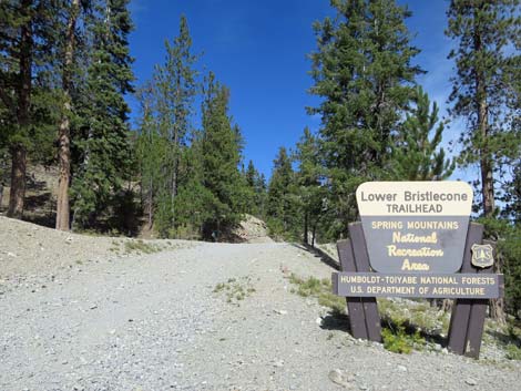 Bristlecone Trail