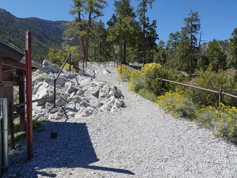 Bristlecone Trail