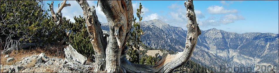 Hiking Around Mt. Charleston