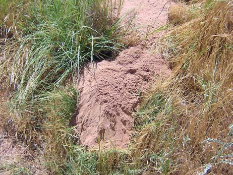 Valley Pocket Gopher mound