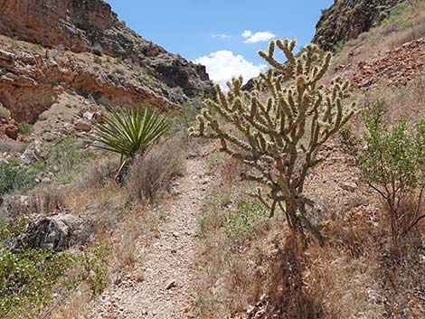 Fossil Canyon