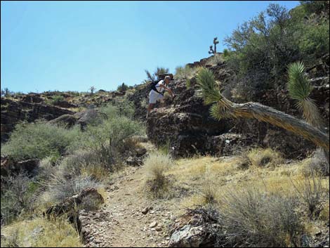 Fossil Canyon Loop