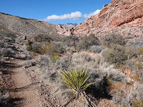 Calico Wash Trail