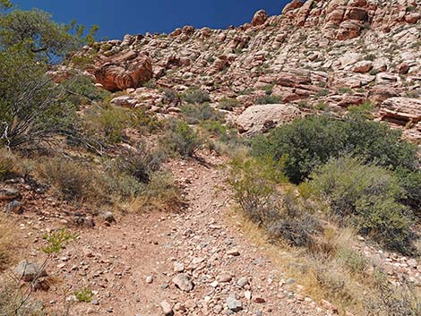 Calico Basin Overlook Trail