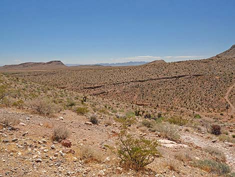 Calico Basin Overlook Trail