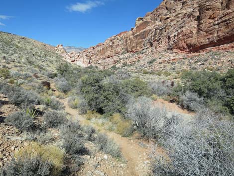 Mojave Desert Scrub (Upper Sonoran Life Zone)