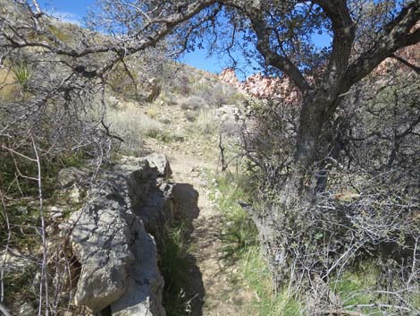 Calico Wash Trail