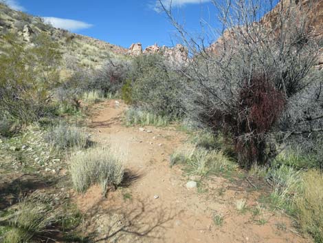 Calico Wash Trail