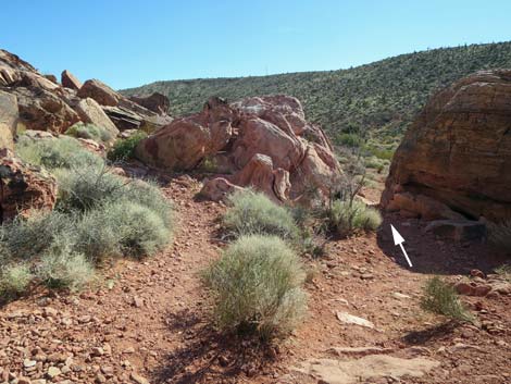 Calico Basin Overlook Trail