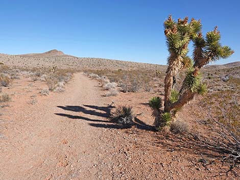 Calico Wash Trail