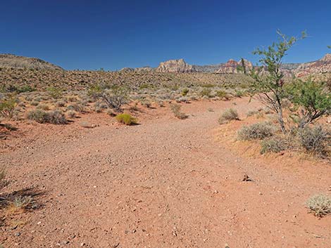 Calico Wash Trail