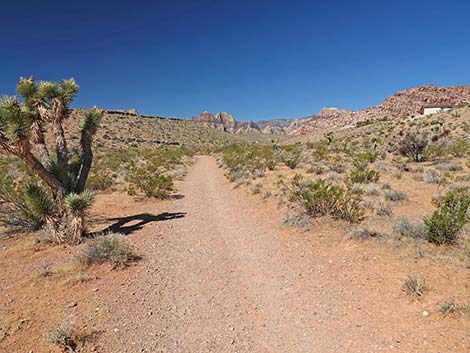 Calico Wash Trail