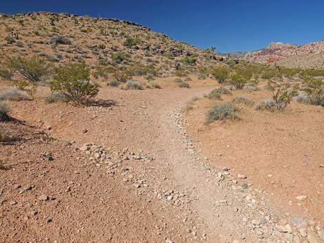 Calico Wash Trail