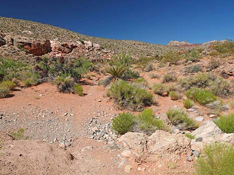 Calico Wash Trail