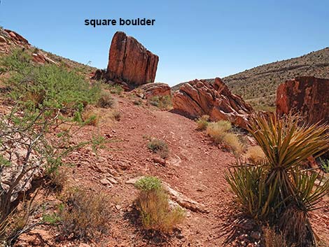 Calico Wash Trail