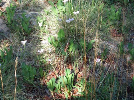 Alkali Mariposa Lily (Calochortus striatus)