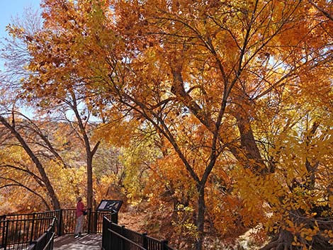 Red Spring Boardwalk