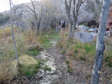 Red Spring Boardwalk