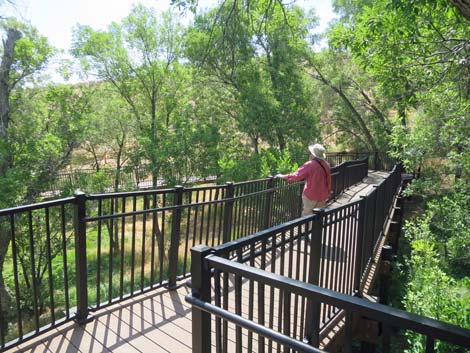 Red Spring Boardwalk