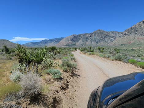 Lone Grapevine Road