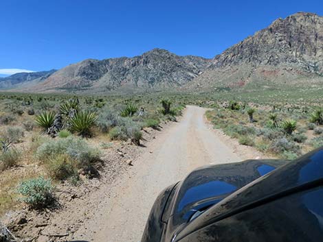 Lone Grapevine Road