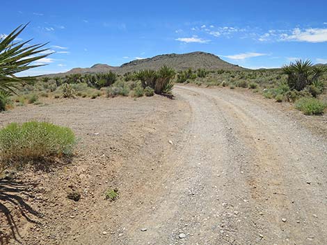 Lone Grapevine Road